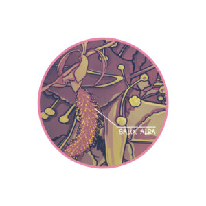 Lire la suite à propos de l’article Olvo dévoile un single nommé « Salix Alba », premier extrait de son nouvel album <em>Continuum</em>, à paraître en Octobre 2025, via Low Kick Records
